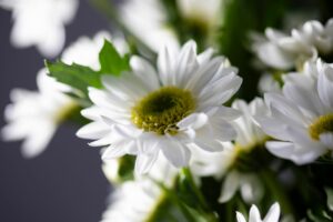 PFCD - Les fleurs pour rendre hommage - Chrysanthème